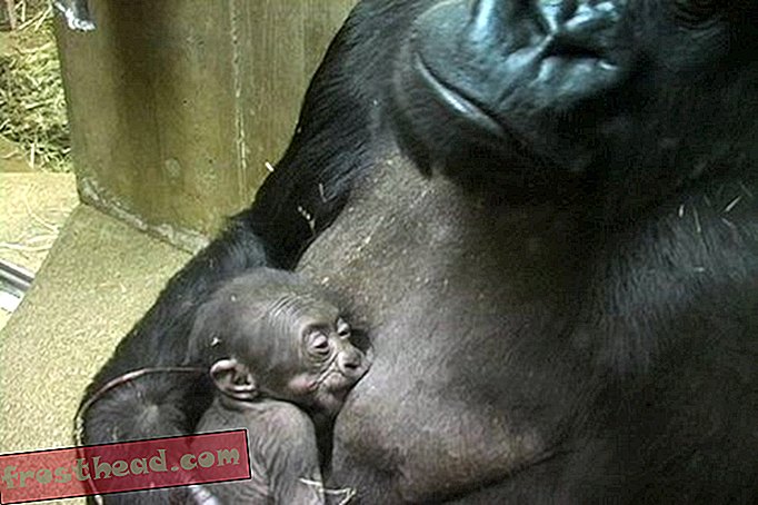 Artikel, Blogs, überraschende Wissenschaft, Wissenschaft, Tierwelt - Bild der Woche - Baby-Gorilla