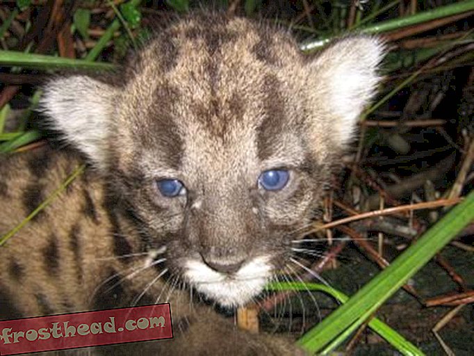 articles, blogs, science surprenante, science, faune - Panthers de la Floride aidés par les chats du Texas