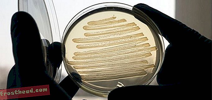 artikelen, blogs, verrassende wetenschap, wetenschap, onze planeet - Genetisch gemodificeerde E. Coli-bacteriën kunnen nu dieselbrandstof synthetiseren