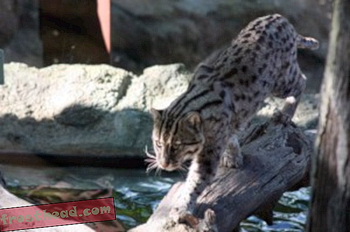 Fishing cat (courtesy of flickr user cliff1066)