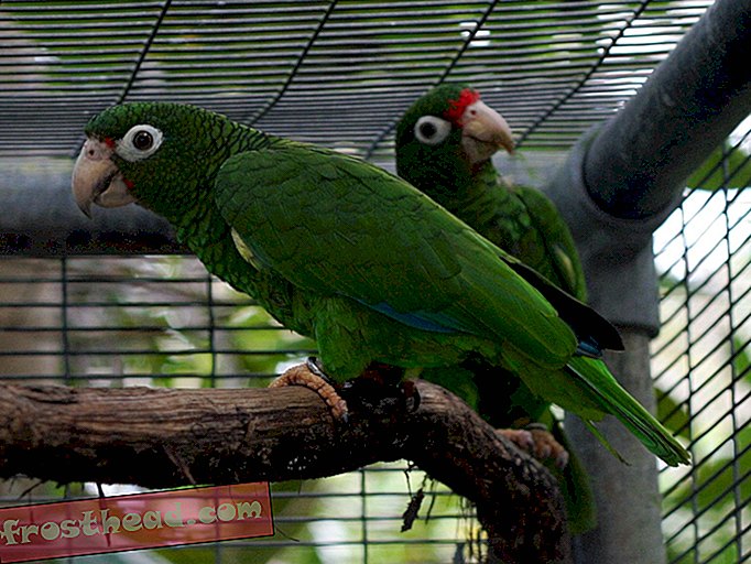 Duos de perroquets portoricains-articles, blogs, science surprenante, science, faune