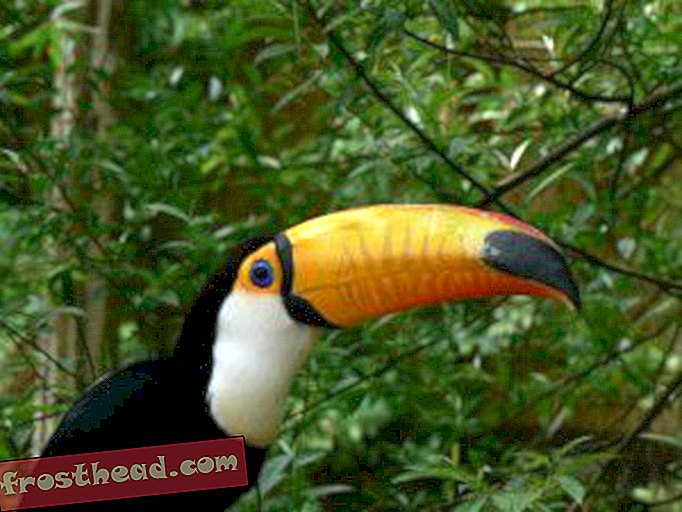 Ülepaisutatud nokk hoiab Toucan Cooli