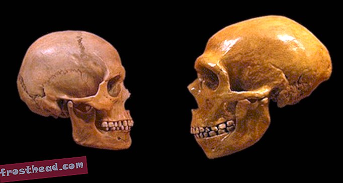 Teadus näitab, miks sa oled targem kui neandertaallane