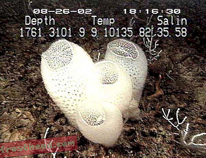 Silicahjemmet til en mandlig og kvindelig reje - dybhavs svampen Venus blomsterkurv.