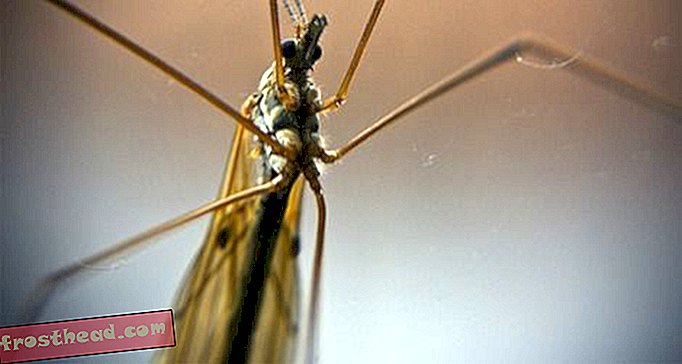 14 не толкова забавни факти за комарите