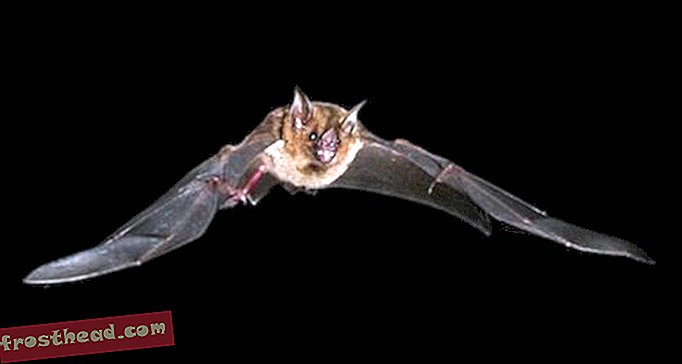 Hämmastavad kiirröntgenvideod paljastavad, kuidas nahkhiired lendavad