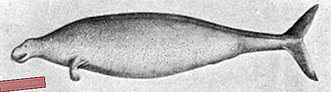 Georg Steller's drawing of the sea cow that bears his name (via wikimedia commons)