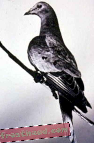 Martha, the last passenger pigeon (via wikimedia commons)