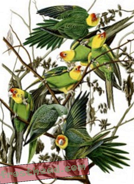 Audubon's painting of Carolina parakeets (via wikimedia commons)