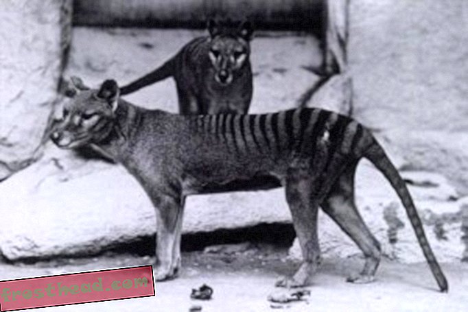 Captive thylacines in Washington, D.C., c. 1906 (via wikimedia commons)