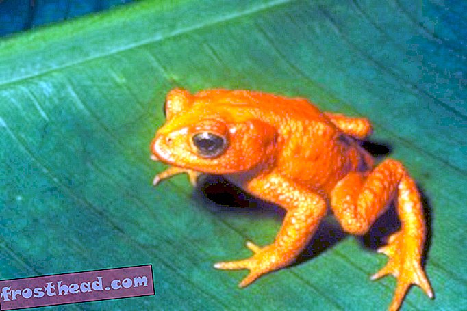A male golden toad (via wikimedia commons)