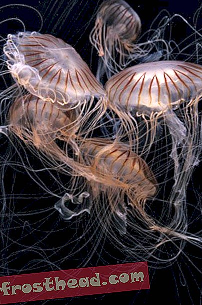 14 datos curiosos sobre las medusas