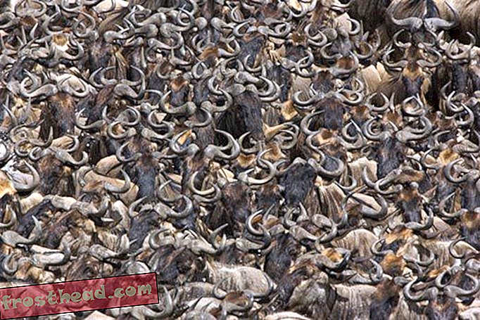 Migrația Wildebeest amenințată-articole, bloguri, știință surprinzătoare, știință, animale sălbatice