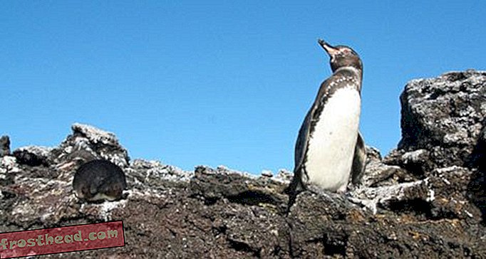 Viis lemmikpingviinit väljaspool Antarktikat