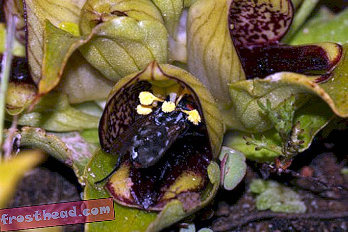 articles, blogs, science surprenante, science, notre planète - Orchidée Mimics Carrion Pour Attirer Les Mouches
