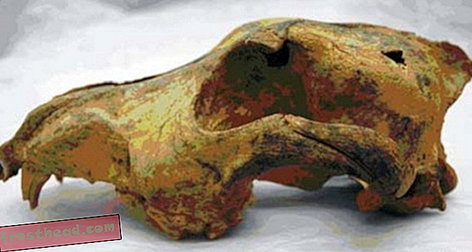 Este crânio de 33.000 anos pertencia a um dos primeiros cães do mundo