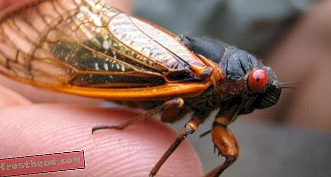 Прыжки, мутантные бабочки и другие новости о насекомых, которые пропустили 17-летние цикады