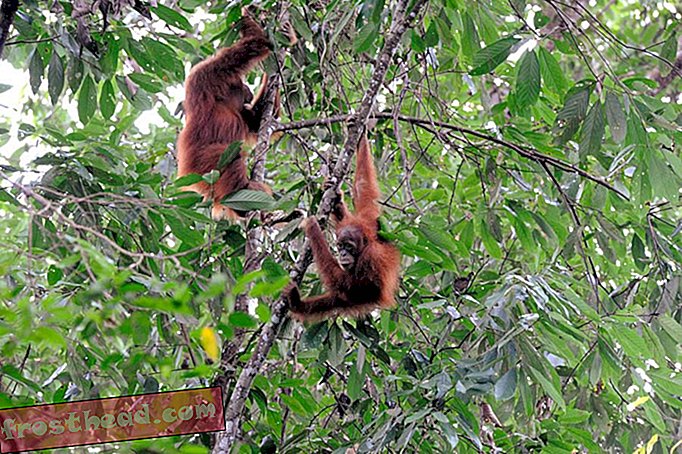 artículos, blogs, ciencia sorprendente, ciencia, vida salvaje - Una población de orangutanes recién descubierta en Borneo