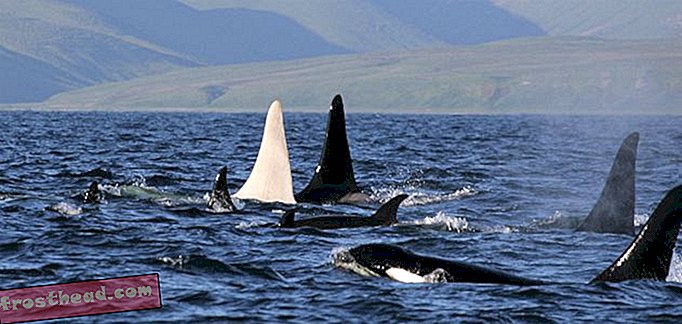 Zeldzame waarneming van witte orka-walvis