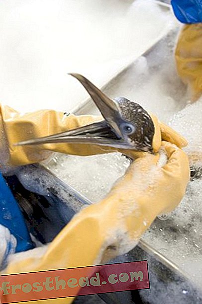 статии, блогове, изненадваща наука, наука, дивата природа - Трябва ли да се почистват омаслените птици?