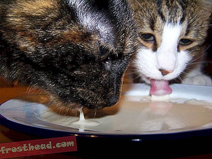 Mačke prkose gravitaciji da pijuckaju gutljaj