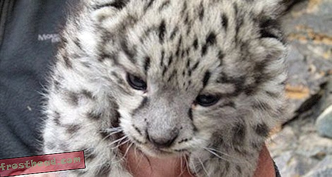 Primeiro vídeo de mãe de leopardo de neve selvagem e filhotes
