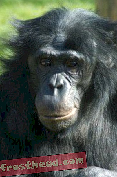 Los bonobos comparten su comida y un rasgo humano