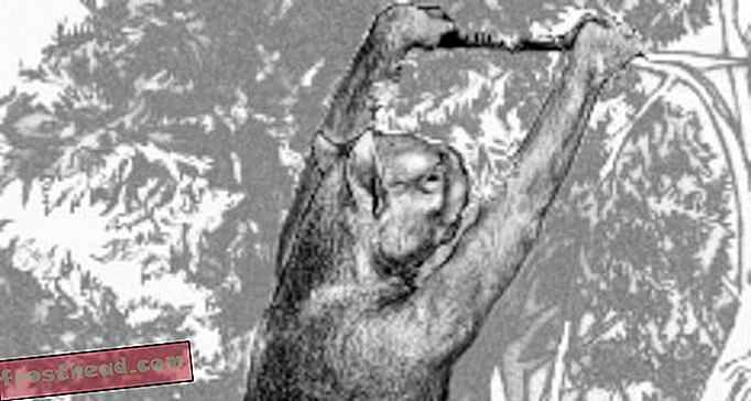 articles, blogs, science surprenante, science, faune - Le destin des méga-mammifères australiens