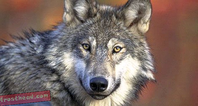 články, blogy, překvapivá věda, věda, divoká zvěř - Šedý vlk: Dítě z návratu Velké Lakes