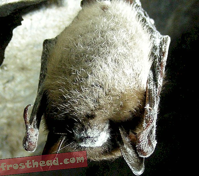 articles, blogs, science surprenante, science, faune - Le syndrome du nez blanc tue plus fréquemment les chauves-souris sociales