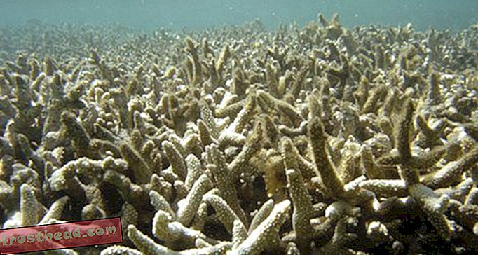 Suurin osa koralliriutat vaurioituu vuoteen 2030 mennessä kasvaa kasvihuonekaasujen vuoksi