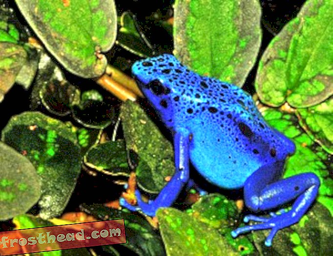 Blue poison dart frog (via wikimedia commons)