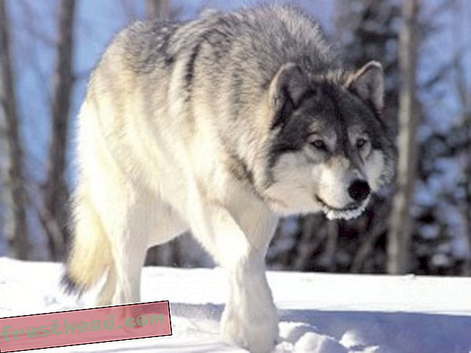 Gray wolf (via wikimedia commons)