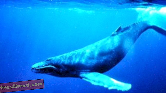 Humpback whale (courtesy NOAA)