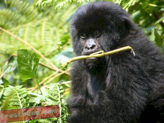 artículos, blogs, ciencia sorprendente, ciencia, vida salvaje - Los humanos transmiten infecciones mortales a los gorilas de montaña en peligro de extinción