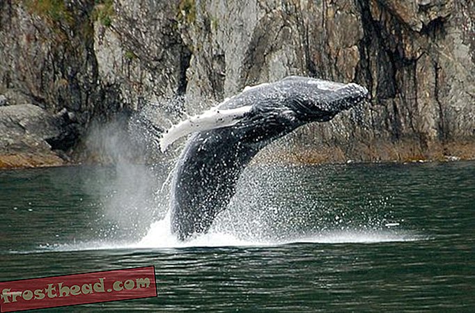 Pieśni wielorybów rozprzestrzeniają się z zachodu na wschód