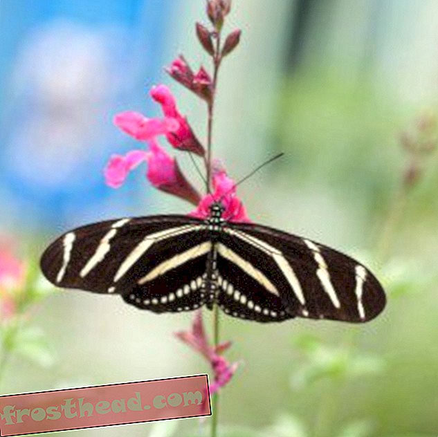 Kako muški leptiri znaju koje kolijevke treba pljačkati?