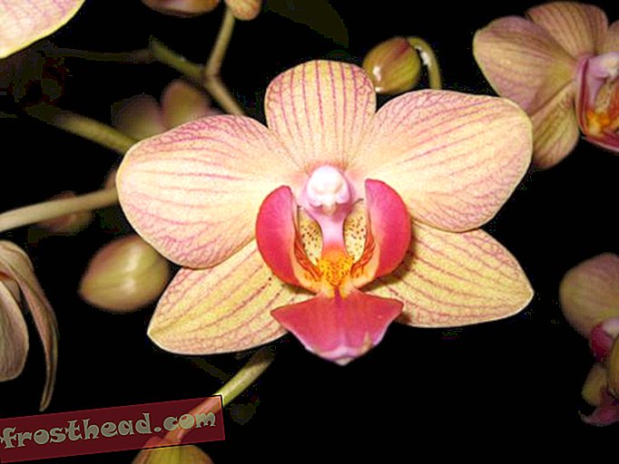 Strange Sex Vies d'Orchidées