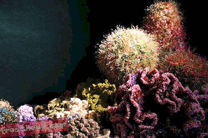 Tejer un arrecife de coral