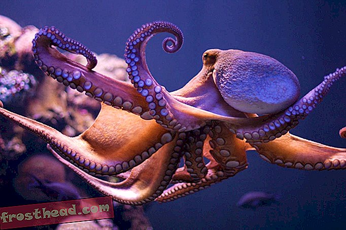 Catorce datos divertidos sobre calamares, pulpos y otros cefalópodos
