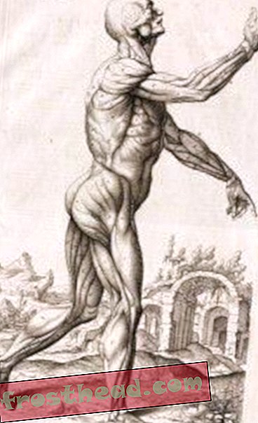 Renessansi kunsti anatoomia
