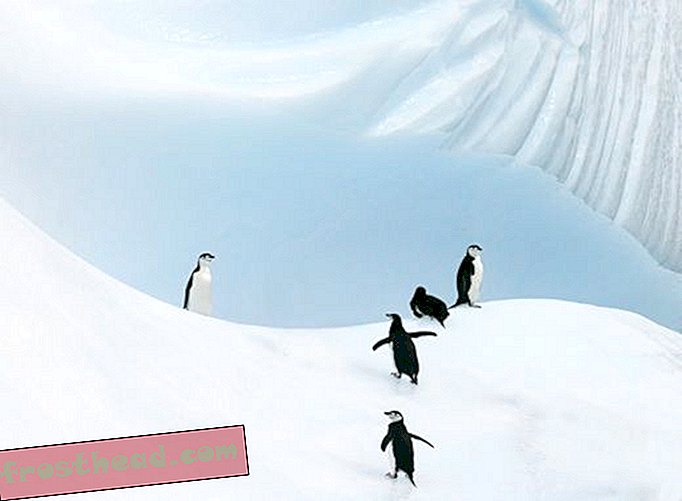 Valokuvakilpailun finalisti: Chinstrap Penguins kiipeää jäävuorta
