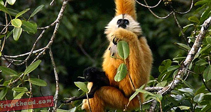 artículos, blogs, ciencia sorprendente, ciencia, ciencia, vida salvaje - Salvando al Cao Vit Gibbon, el segundo mono más raro del mundo