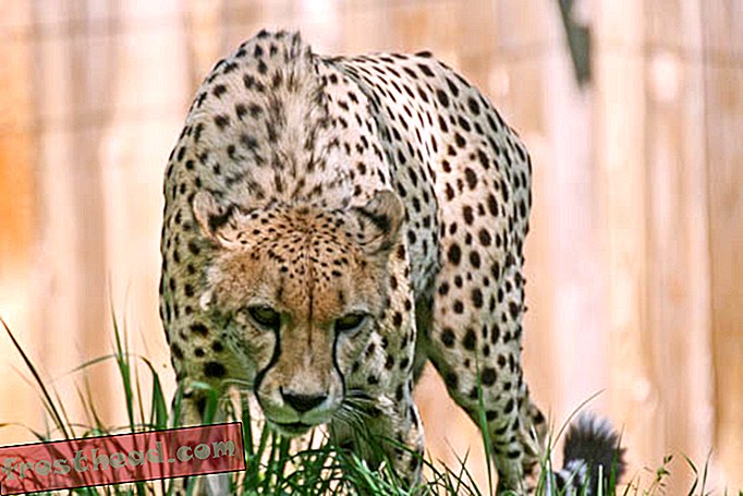 άρθρα, blogs, εκπληκτική επιστήμη, επιστήμη, επιστήμη - Τι δίνουν Cheetahs Η άκρη σε μια κούρσα με λαγωνικά