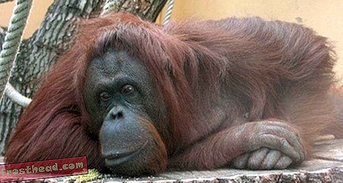 članki, blogi, presenetljiva znanost, znanost, znanost - Znanstveniki pravijo, da imajo šimpanzi in orangutani krize srednje življenjske dobe