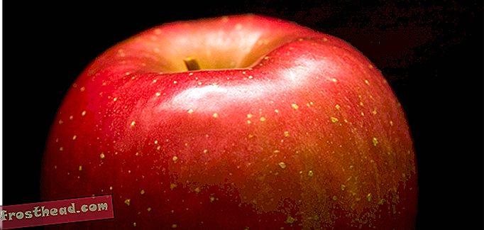статьи, блоги, удивительная наука, наука, наша планета - Изменение климата меняет вкус и текстуру яблок Фуджи