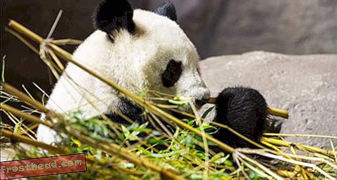Kunne Panda Poop være hemmeligheden bag mere effektivt biobrændstof?