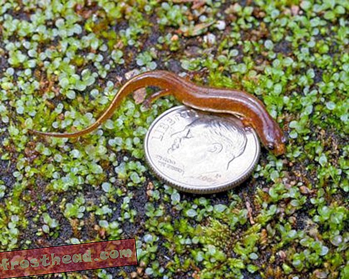 Découverte d'une salamandre sans poumons minuscule en Géorgie