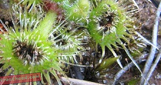 Artikel, Blogs, überraschende Wissenschaft, Wissenschaft, Wissenschaft - VIDEO: Beobachten Sie, wie diese fleischfressende Pflanze ein Insekt in den Mund schleudert
