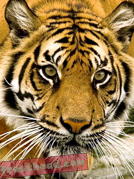 articles, blogs, science surprenante, science, faune - Bienvenue dans l'année du tigre